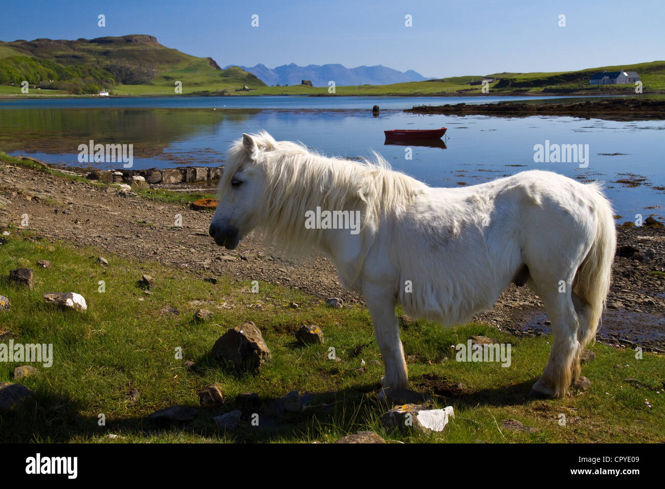 A white pony stands on the edge of the bay between Canna and Sanday, the Small Isles, Scotland Stock Photo