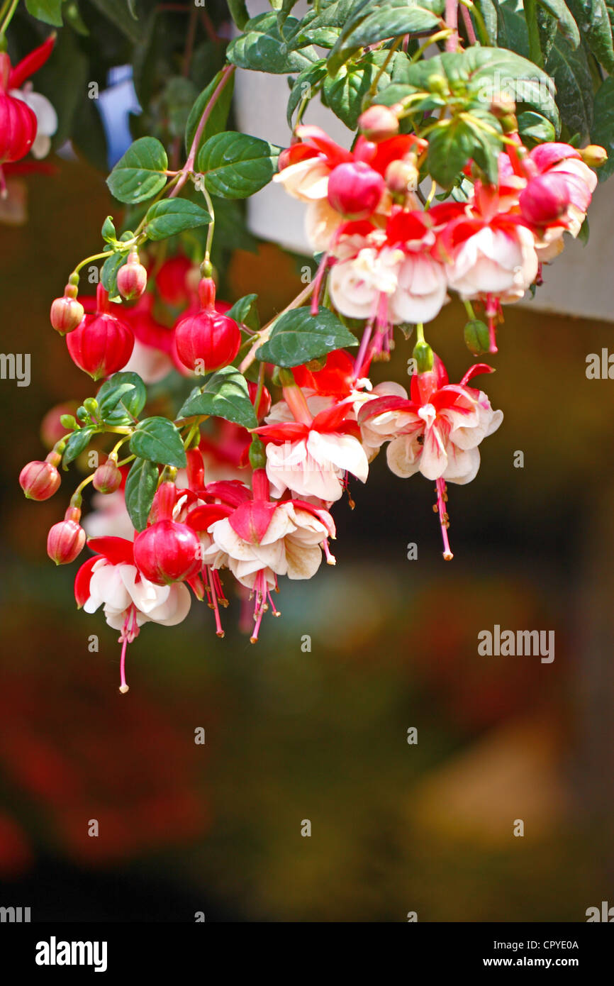 White and red flowers of fuchsia Stock Photo Alamy