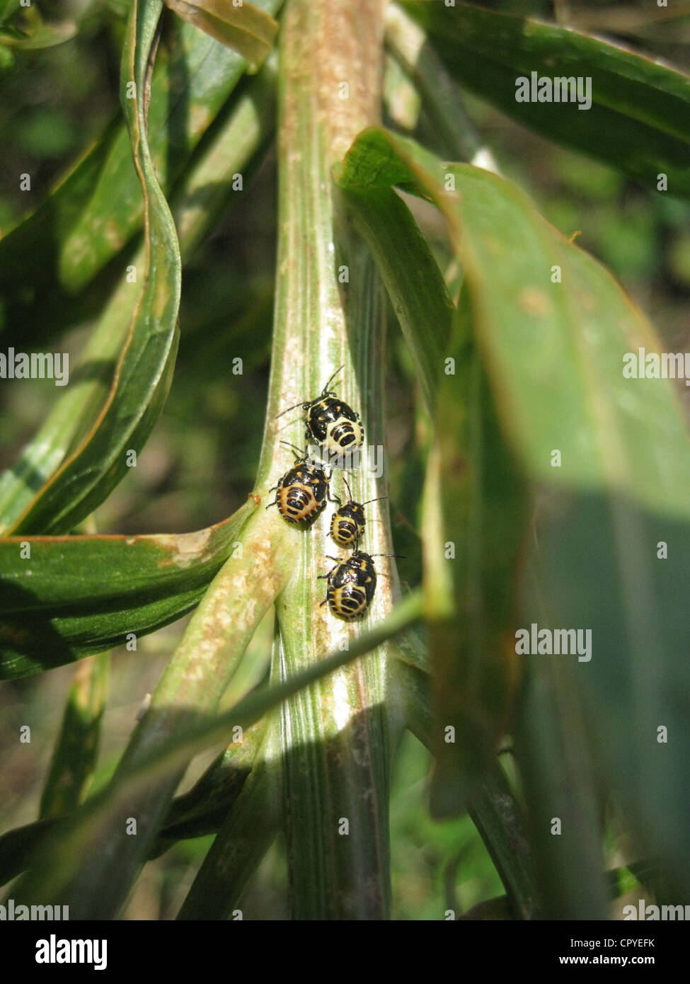Cabbage bug nymph hires stock photography and images Alamy