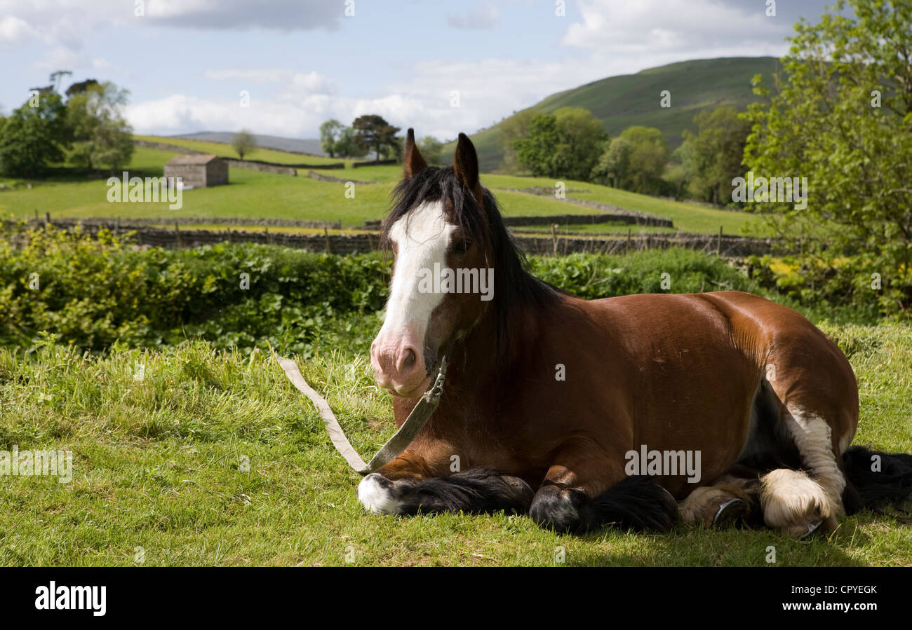 Grazing Horses  Tethered Horse of Travellers en-route to the Appleby Horse Fair, Cumbria, UK Stock Photo