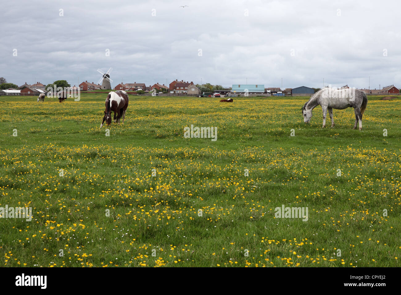 Horses grazing in a field containing buttercups Whitburn, north east England UK Stock Photo