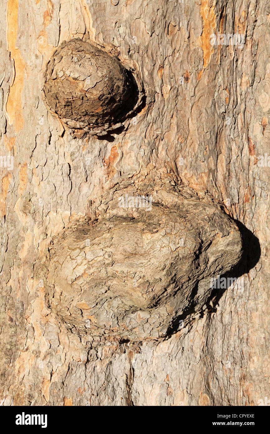 Swollen Tree Swellings hi-res stock photography and images - Alamy