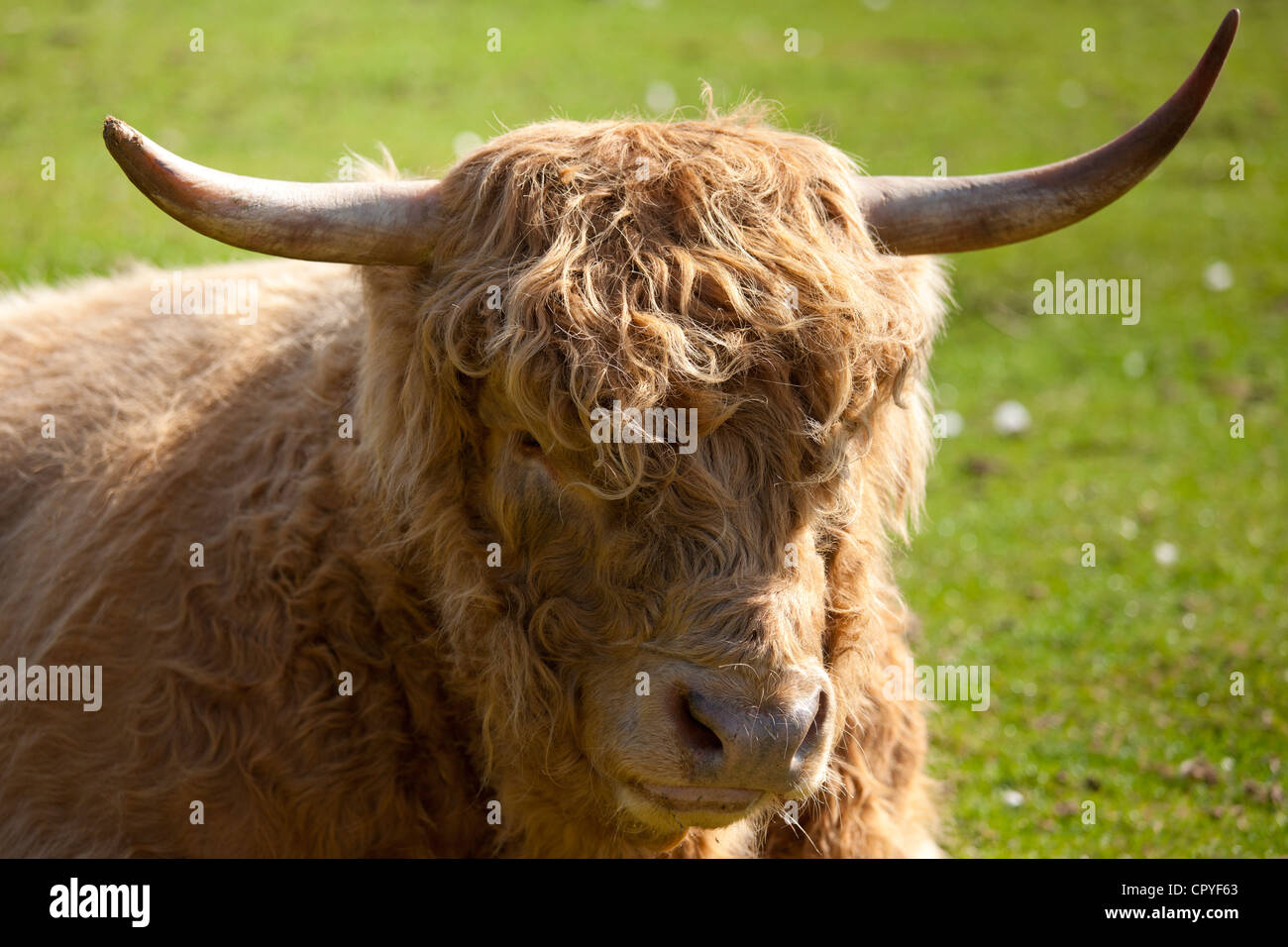 Highland cattle bull at the Cotswold Farm Park at Guiting Power in the