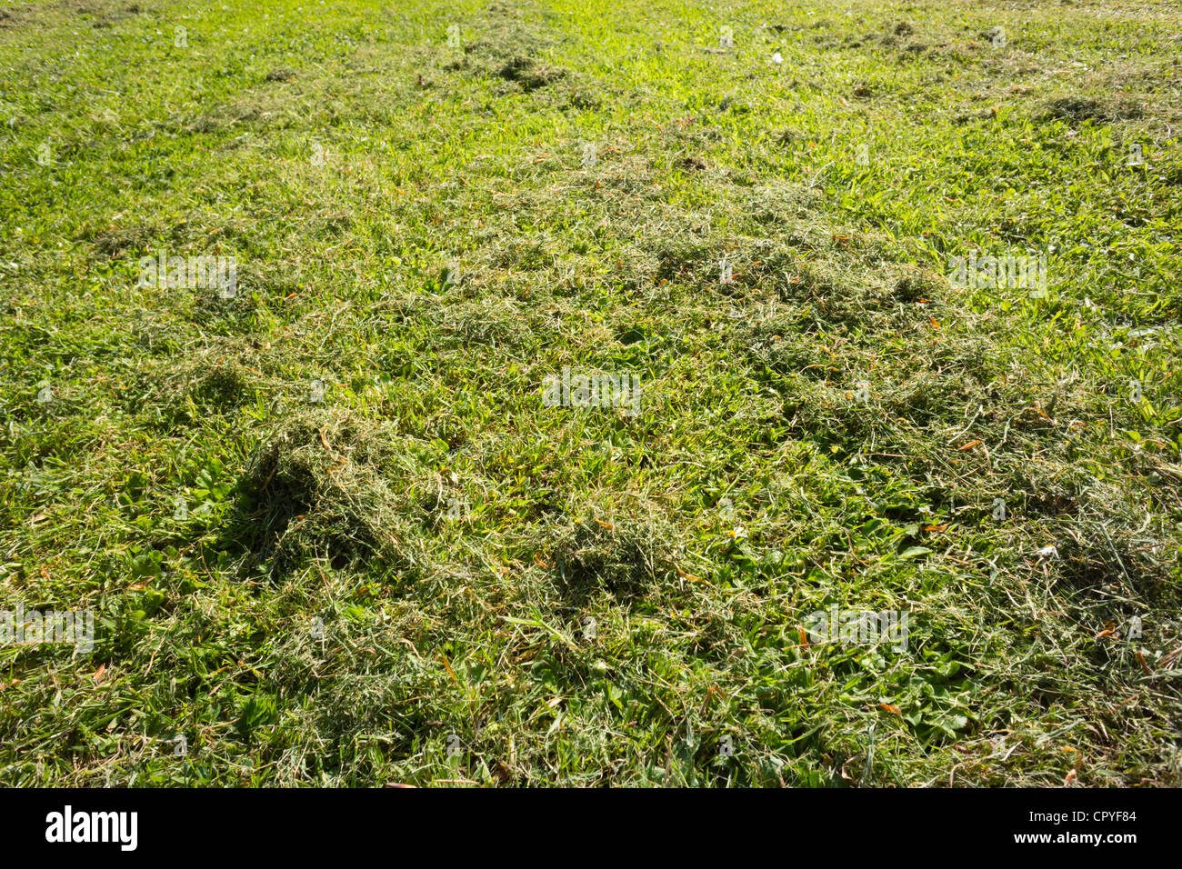 New mown grass hires stock photography and images Alamy