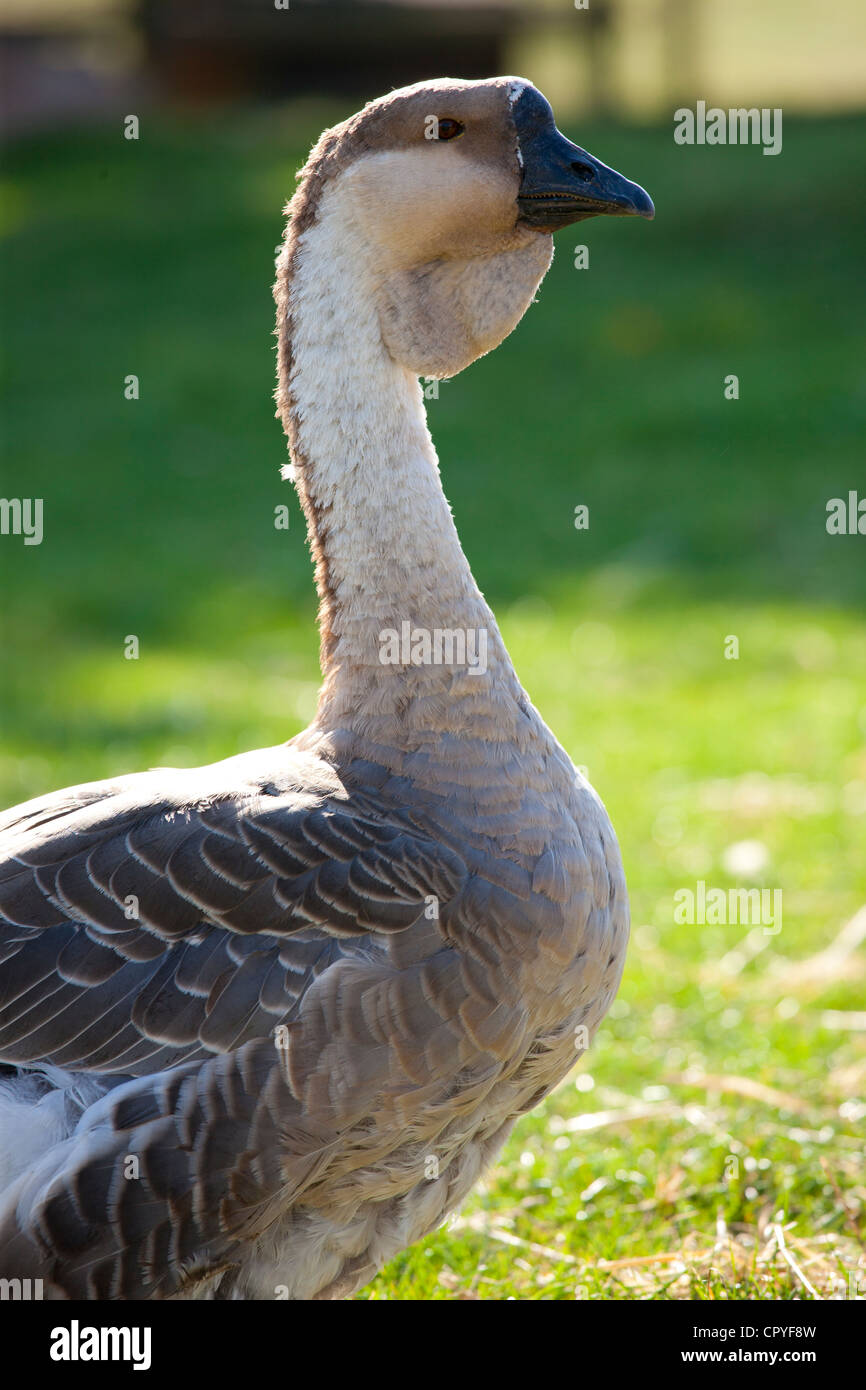 African Goose at the Cotswold Farm Park at Guiting Power in the