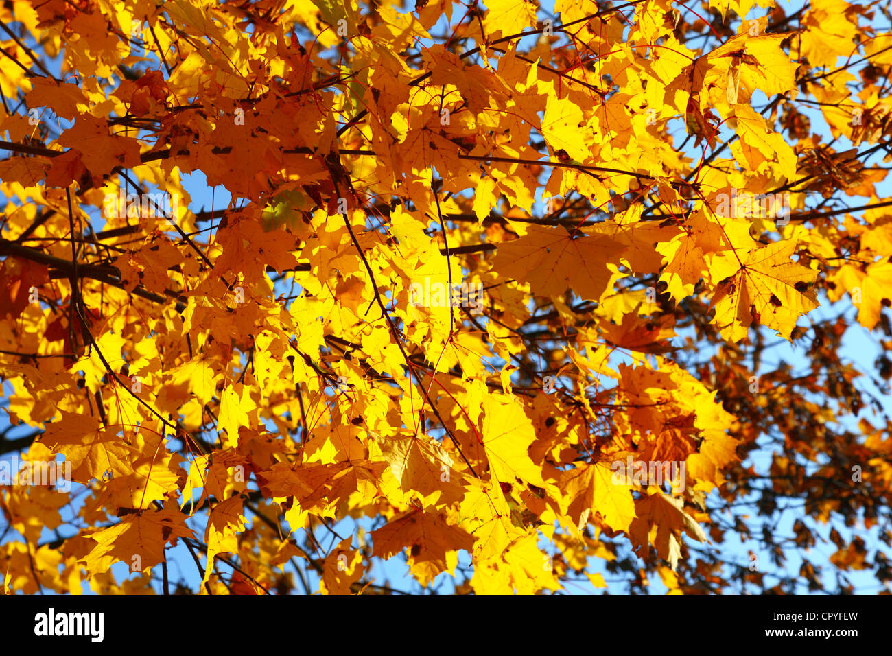 Fall in Park beautiful autumn yellow wood tree Stock Photo - Alamy