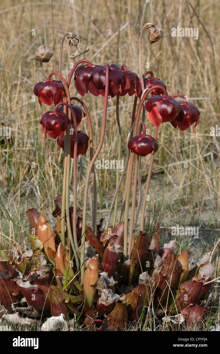 Carnivorous Northern Pitcher Plants in bloom Sarracenia purpurea E North America Stock Photo