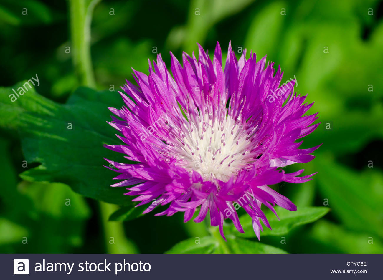 White Flower With Purple Center Stock Photos & White Flower With Purple
