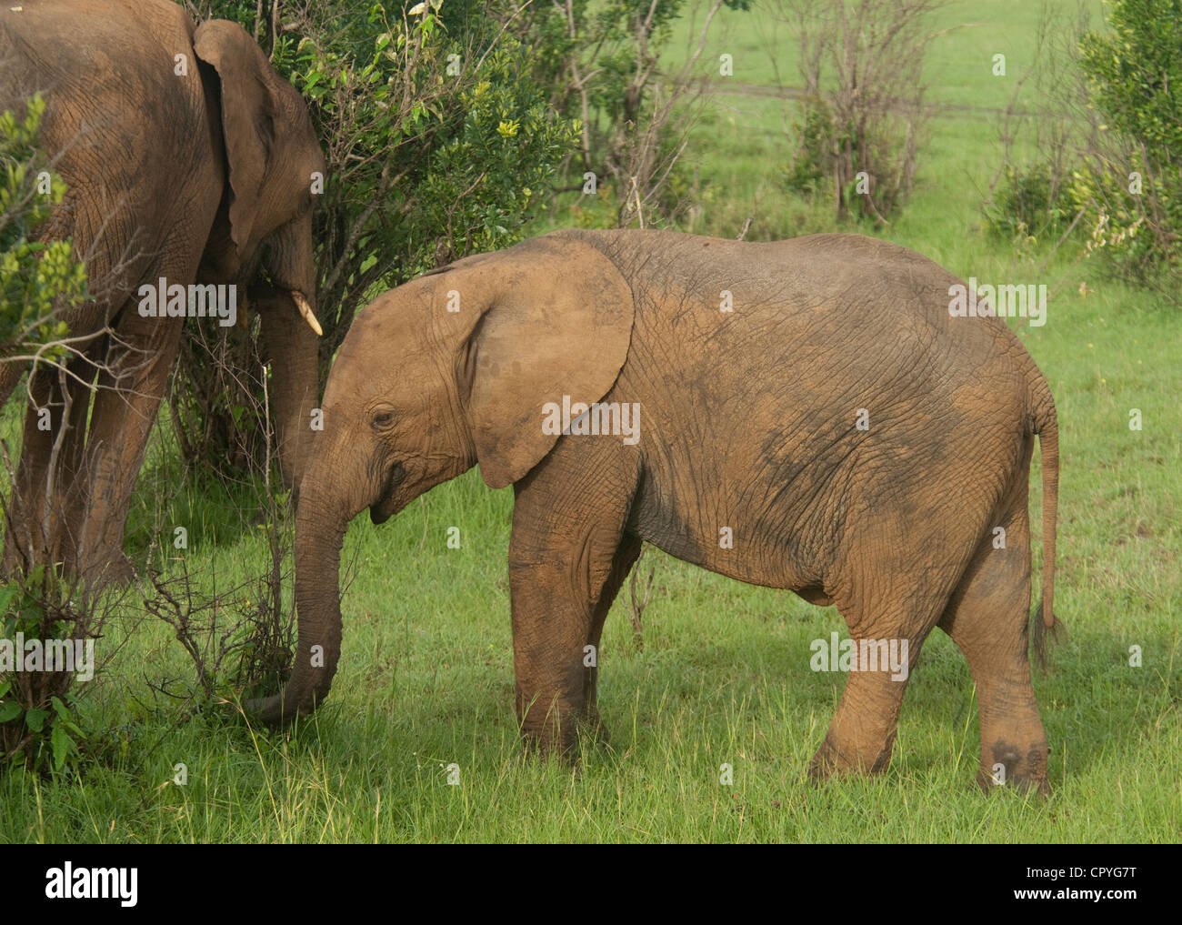 Elephant calf with mom feeding Stock Photo Alamy