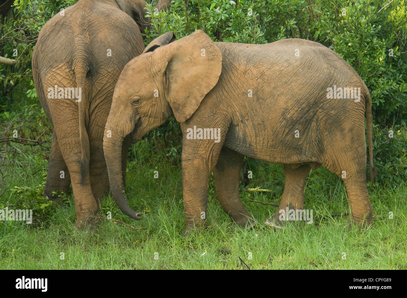Elephant calf feeding behind mom Stock Photo Alamy