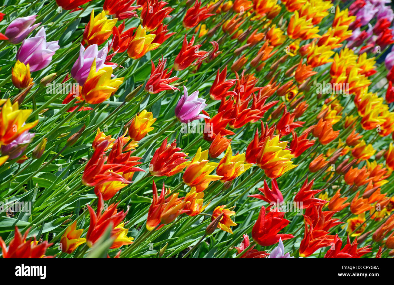 Field of orange and yellow tulips in spring Stock Photo - Alamy