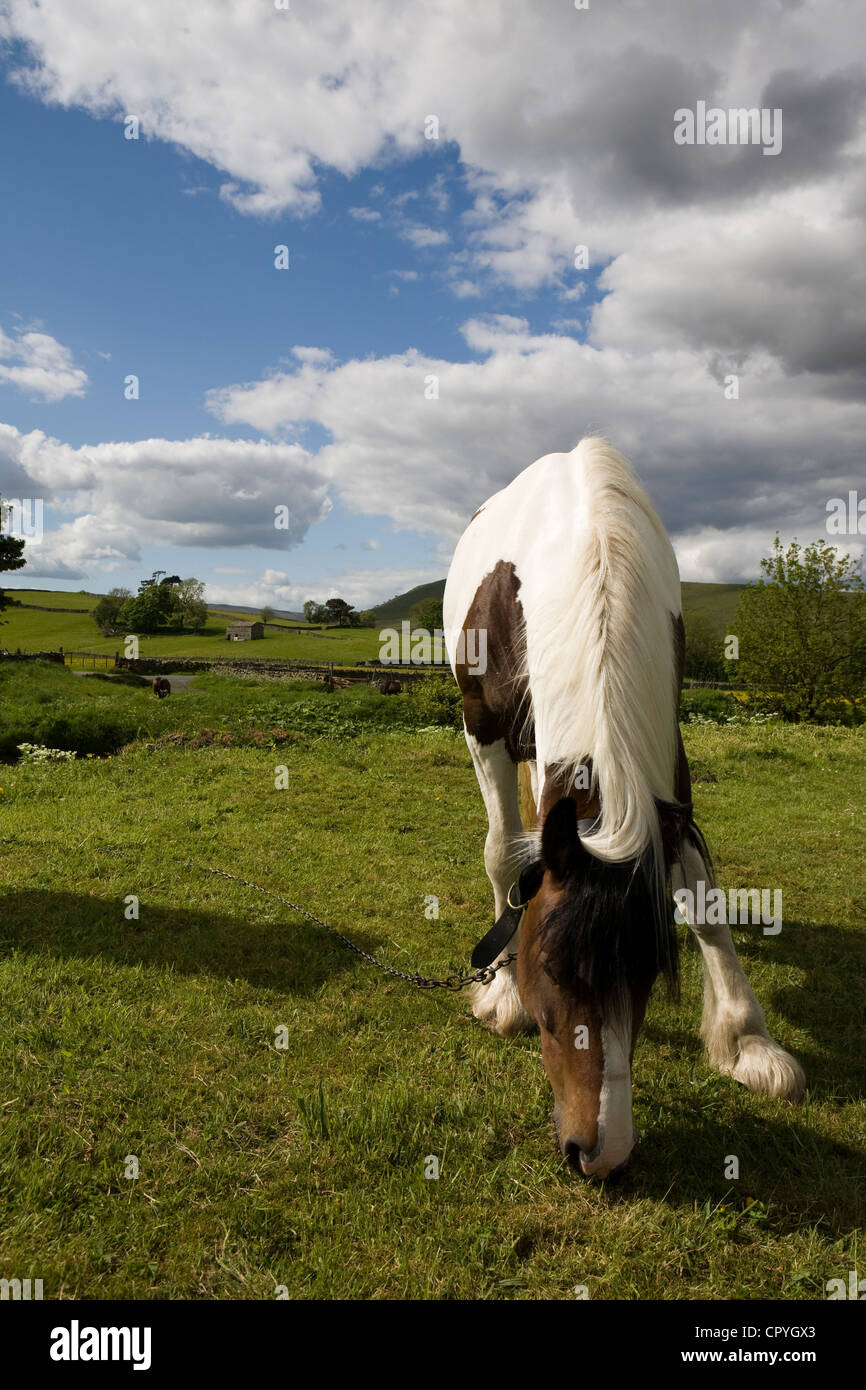 Grazing Horses  Tethered Horse of Travellers en-route to the Appleby Horse Fair, Cumbria, UK Stock Photo