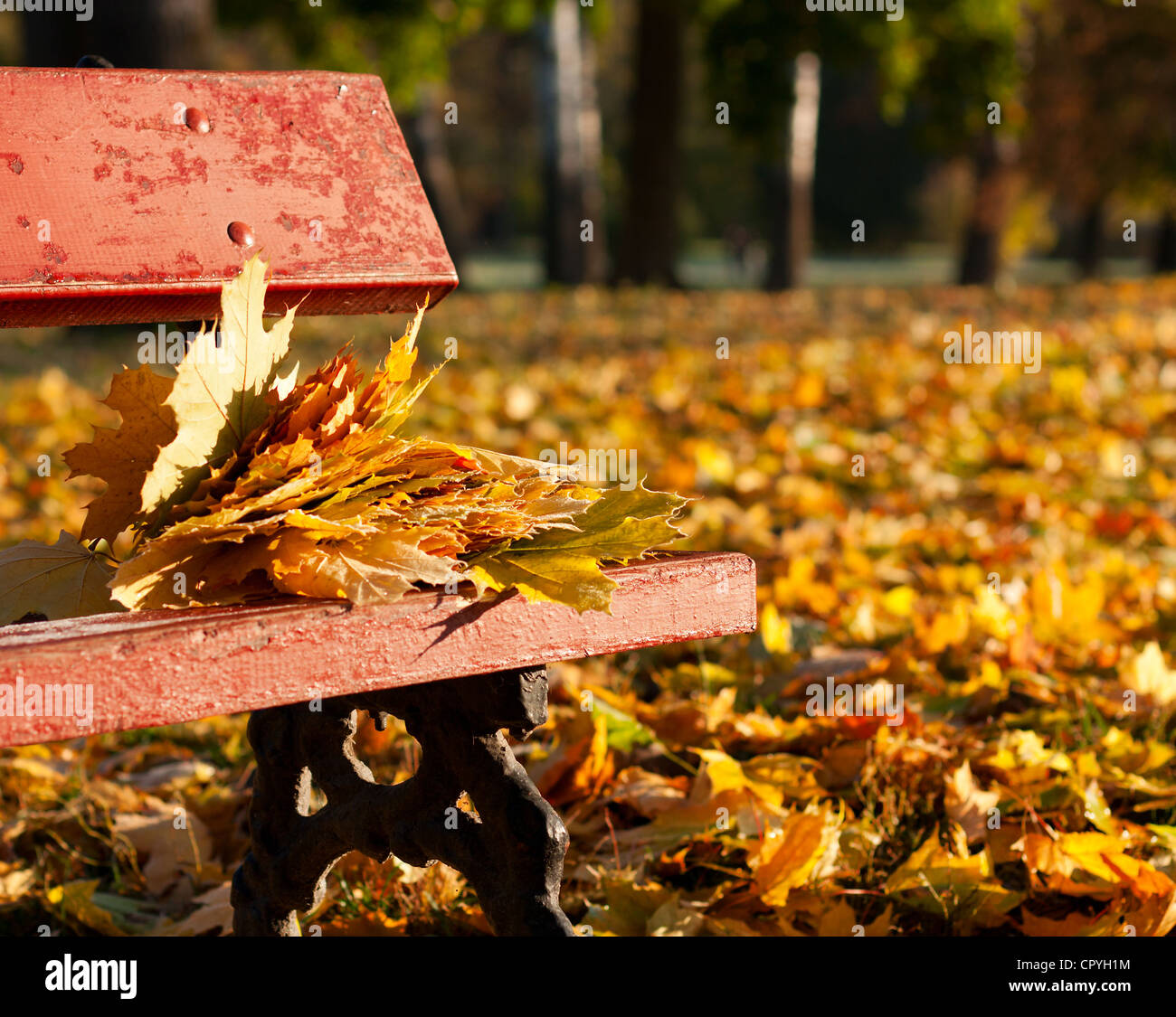 Maple leaves on a bench in the park. Autumn Landscape Stock Photo - Alamy