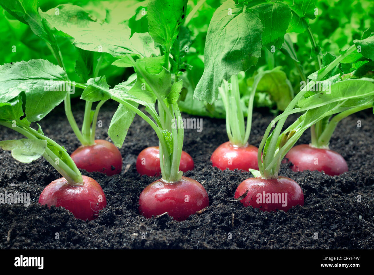 Radishes organic growing in the garden closeup Stock Photo Alamy