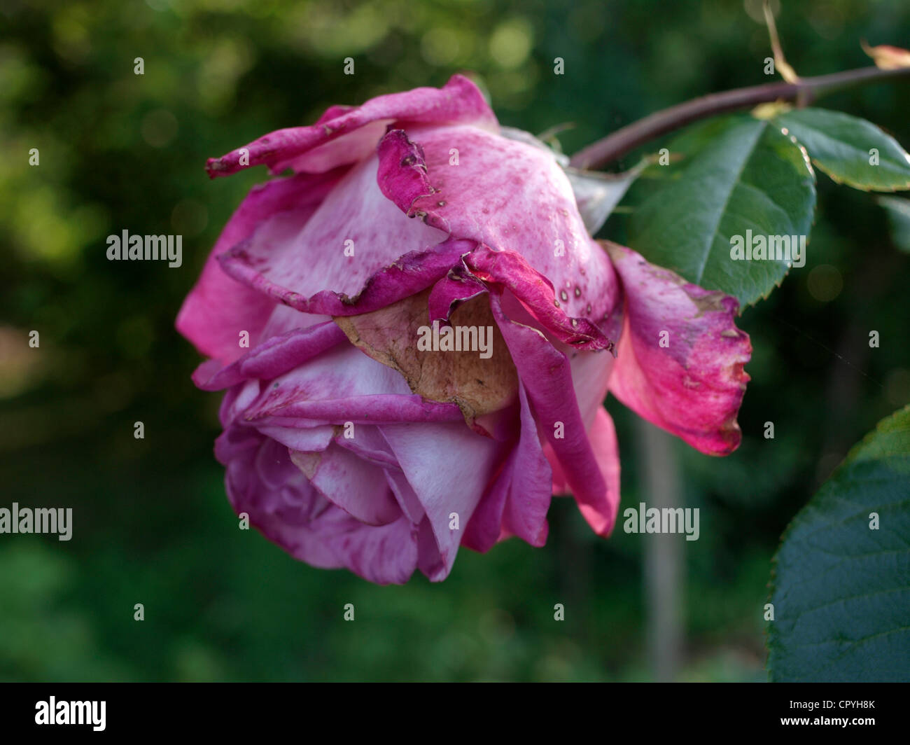 A withered pink rose in a garden Stock Photo - Alamy