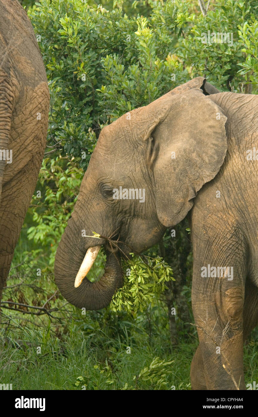 Elephant calf feeding behind mom Stock Photo Alamy