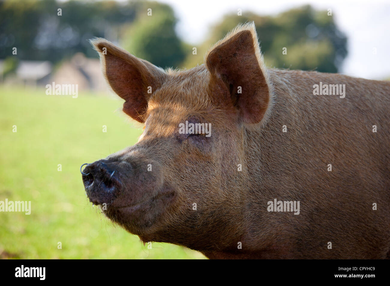 Tamworth pig at the Cotswold Farm Park at Guiting Power in the
