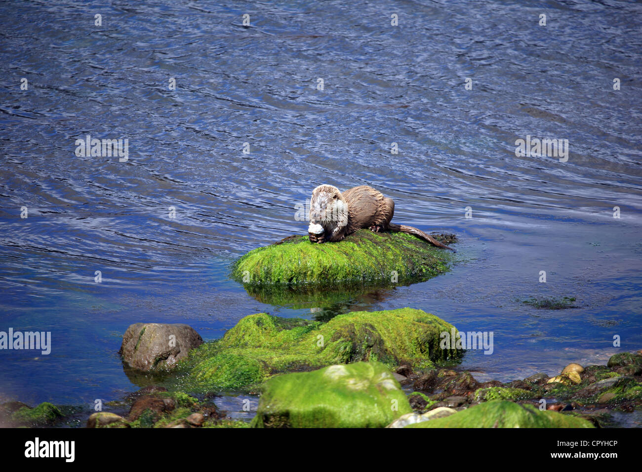 Otter with large fish in it's mouth on the shore of sea loch on the west coast of Scotland Stock Photo