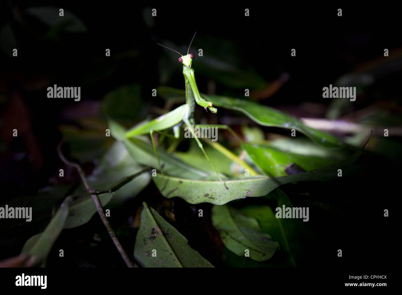 Praying Mantis in the Amazon Rainforest Stock Photo Alamy