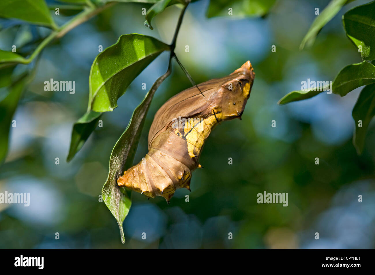 Chrysalis of Cairns Birdwing Butterfly Stock Photo