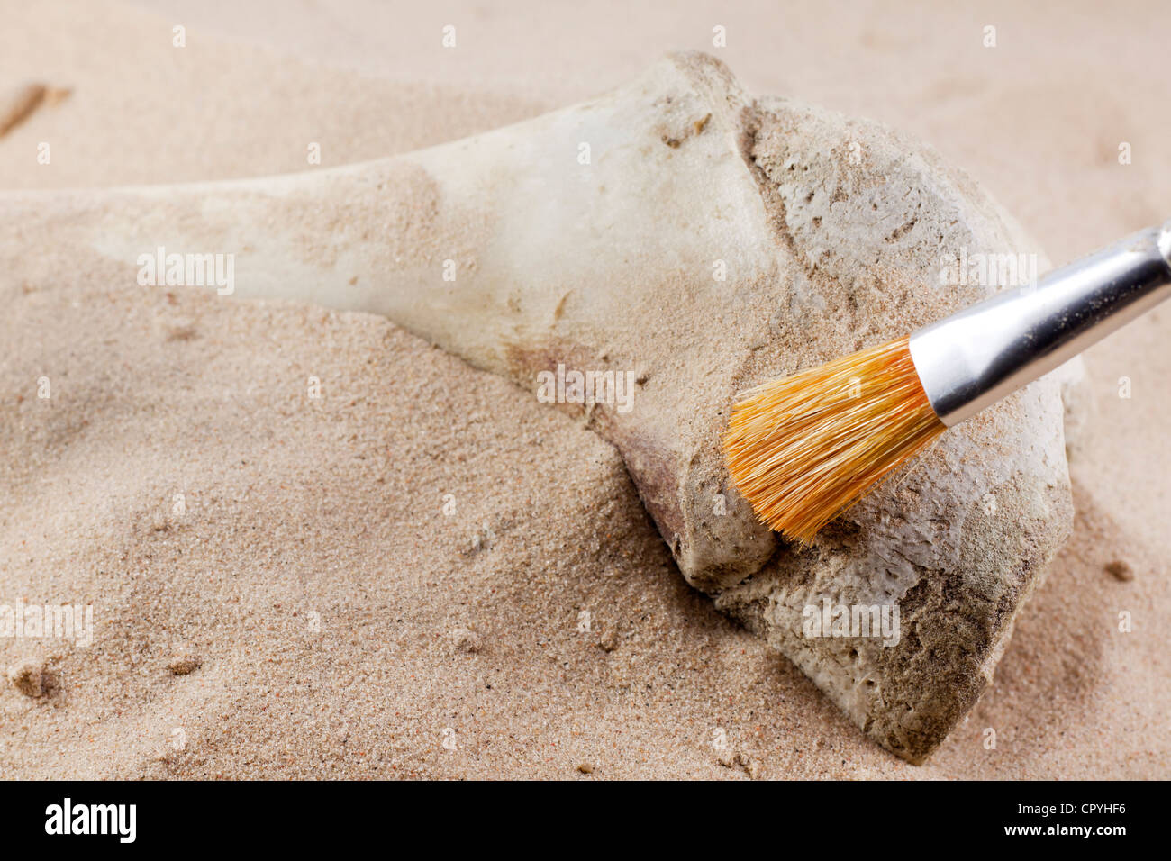 Archeology and forensics bones in sand with brush Stock Photo