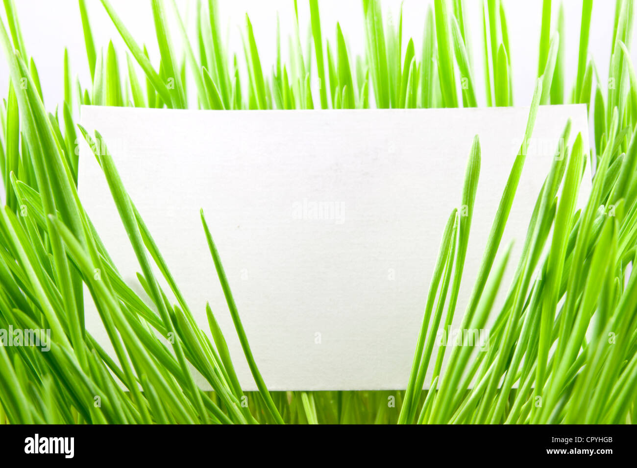 Green grass isolated on the white background with blank business card ...