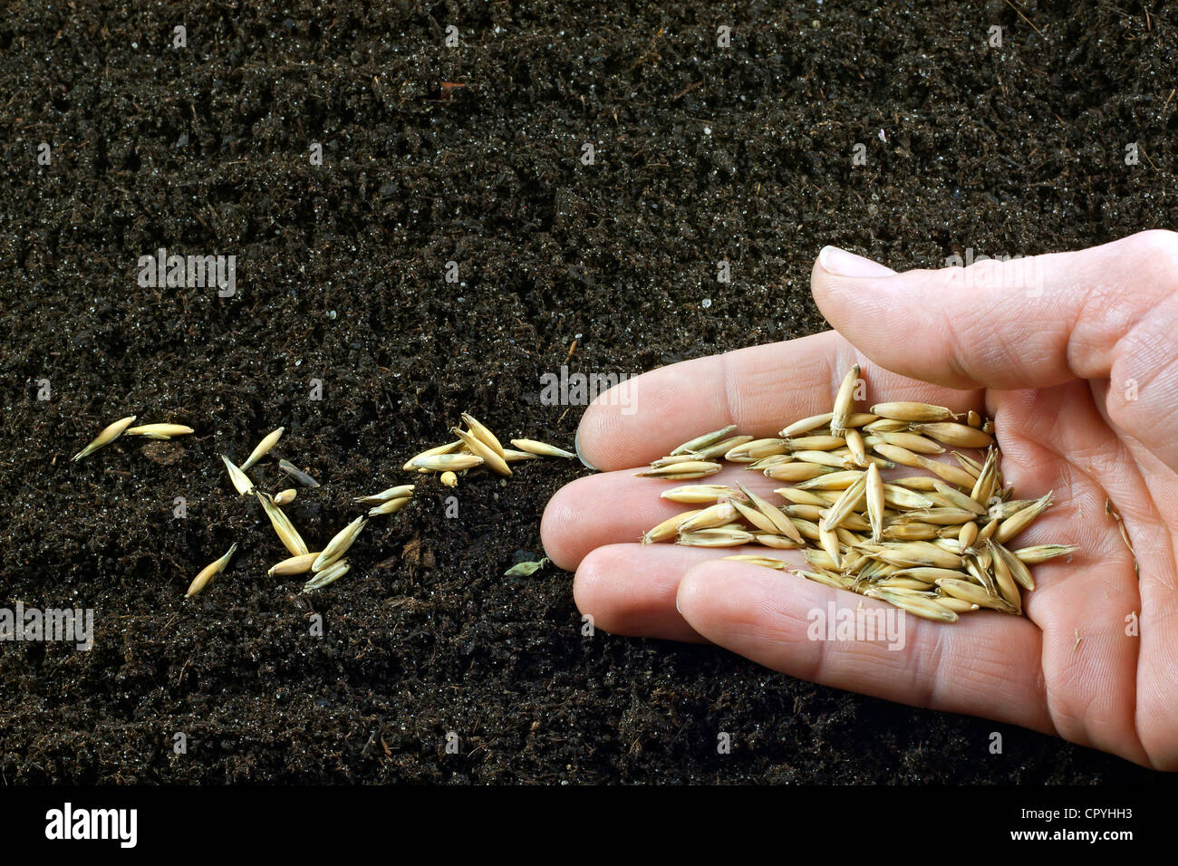 Black soil and planting the oat seeds sowing Stock Photo Alamy
