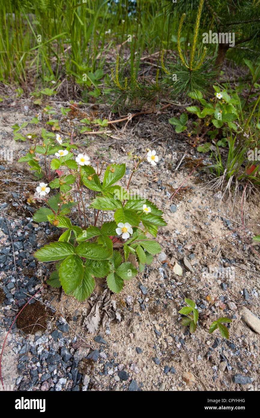 Wild strawberry, Fragaria vesca, blooming Stock Photo