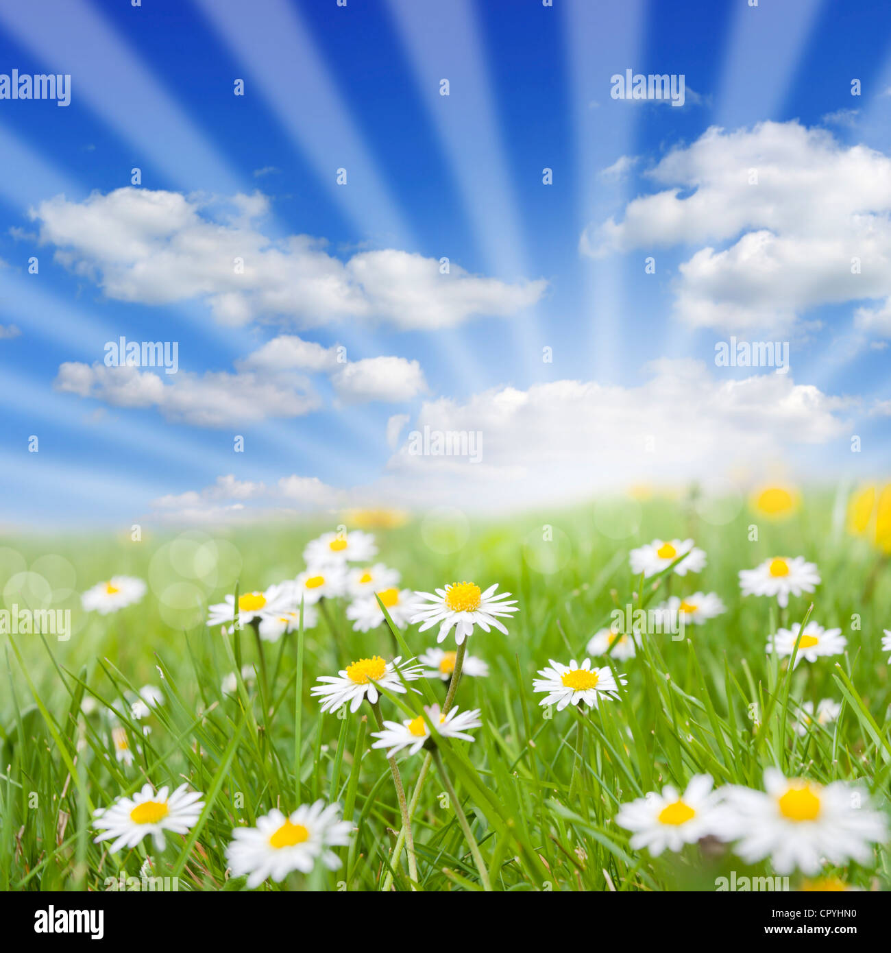 Spring meadow and daisy on green grass with blue sky background ...
