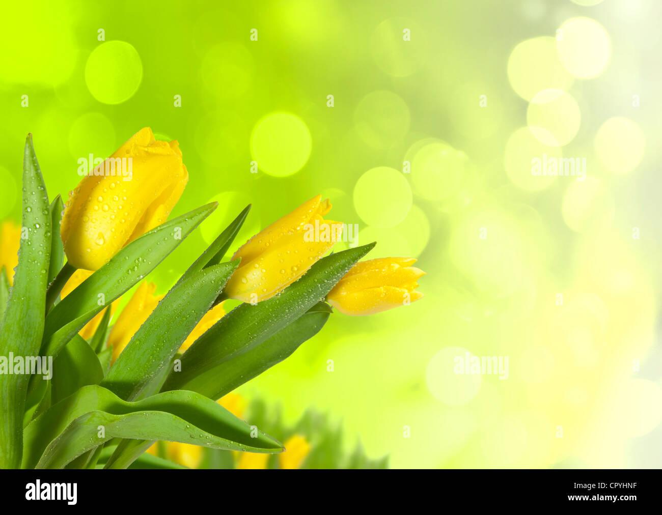 Spring tulips on blur background Stock Photo Alamy