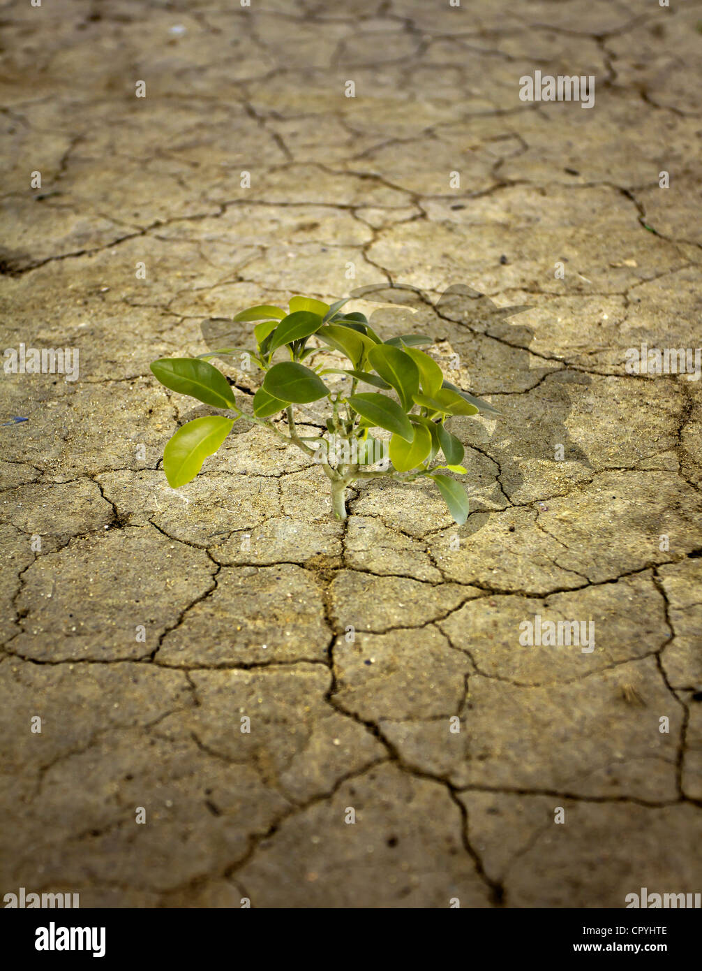 Alone green tree on dry earth Stock Photo