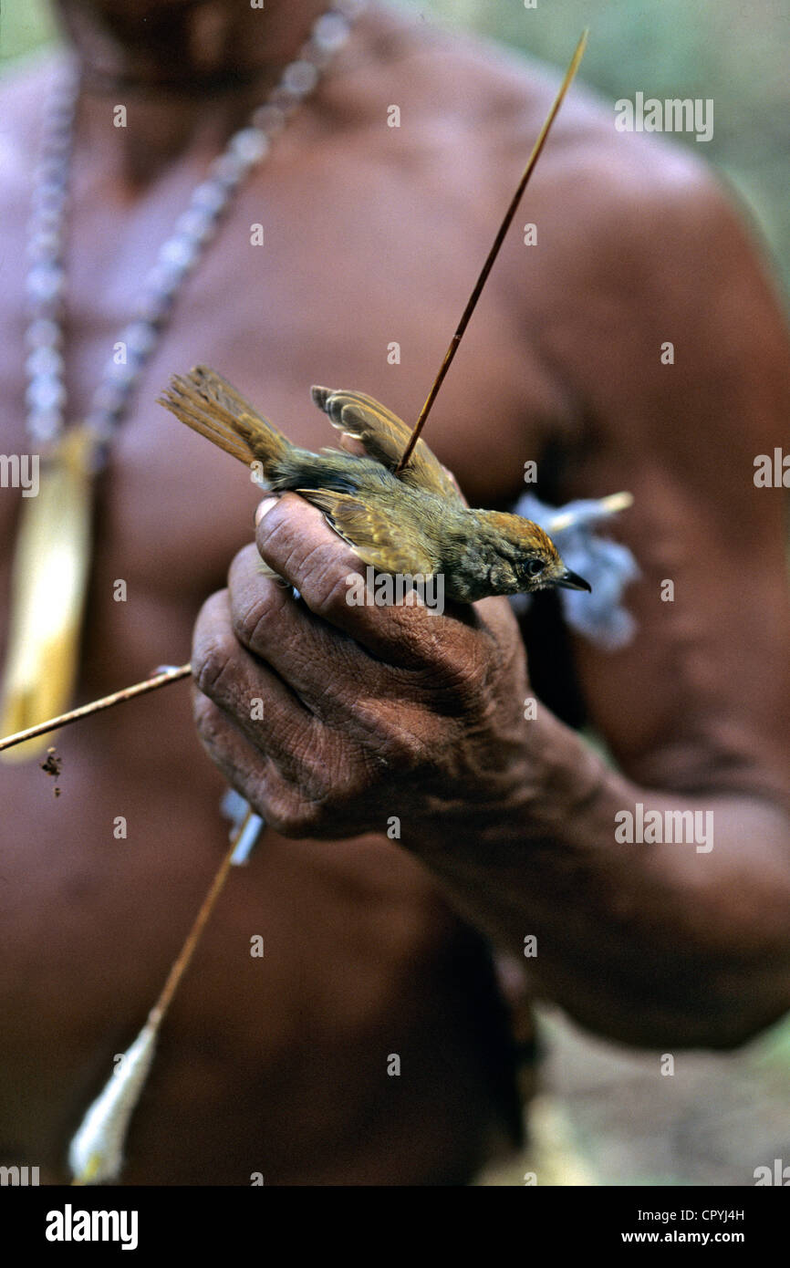 Venezuela, Amazonas State, Rio Sipapo, keeping their culture Piaroas indians hunt with a blowpipe Stock Photo