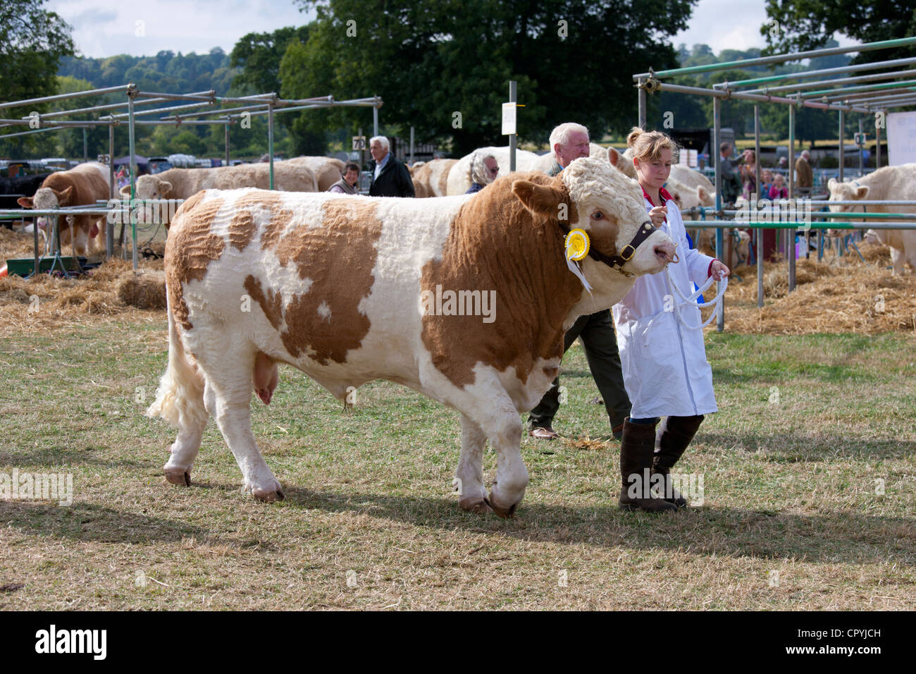 Champion British Simmental Bull with handler at Moreton Show, at Moreton-in-the-Marsh Showground, The Cotswolds, UK Stock Photo