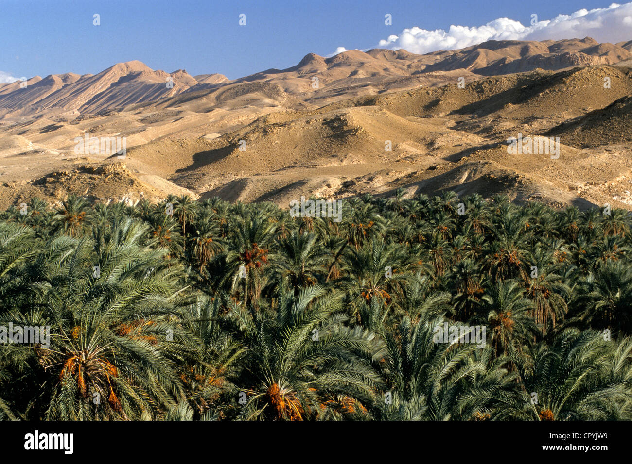 Tunisia, Tamerza, palm grove, mountain oasis near the Atlas foothills Stock Photo