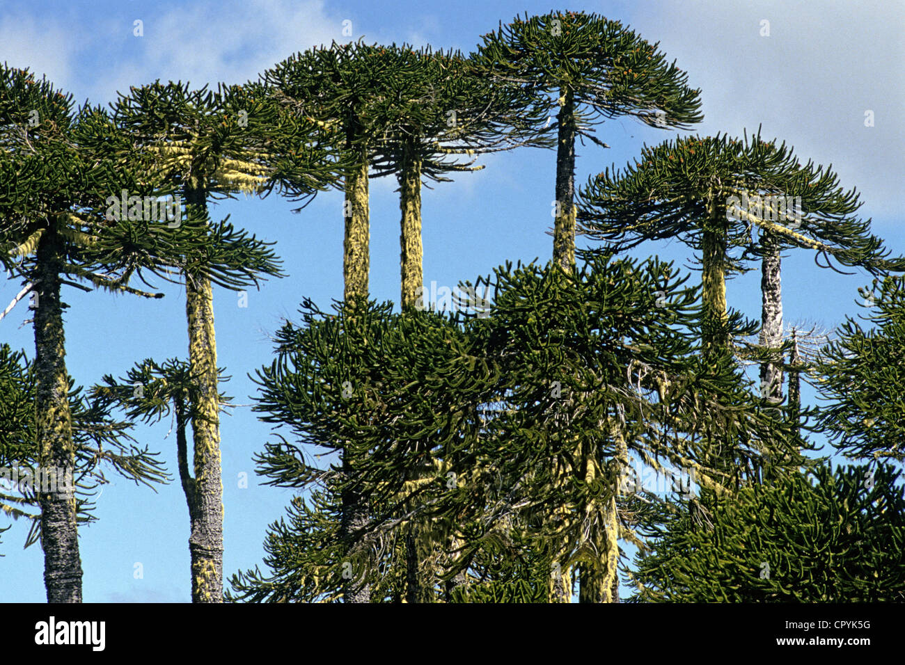 Chile, Araucania Region, National Park of Conguillo, a slow growing conifer, the Araucaria is a tree which can last up to 1000 Stock Photo