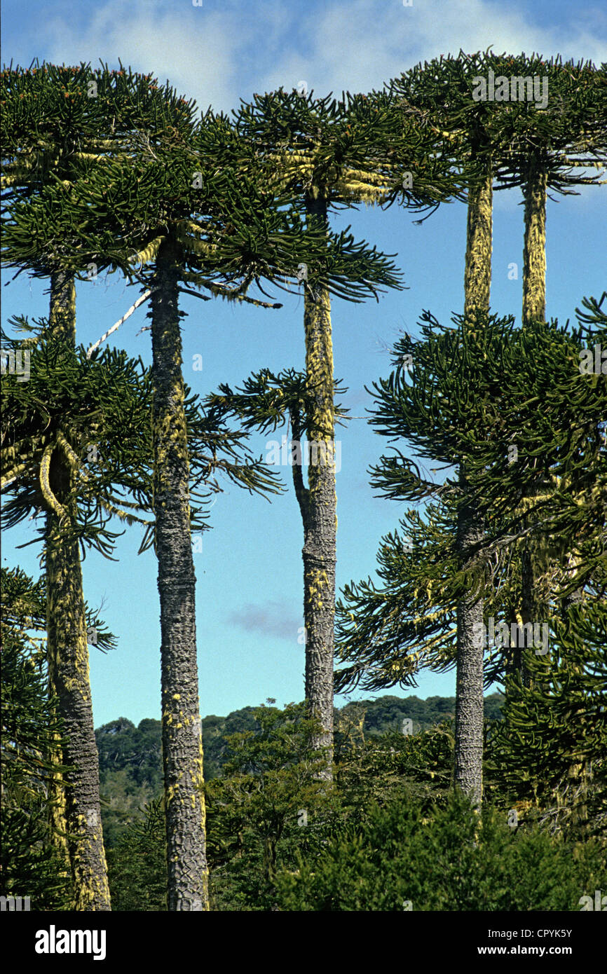 Chile Araucania Region National Park of Conguillo a slow growing conifer the Araucaria is a tree which can last up to 1000 years Stock Photo