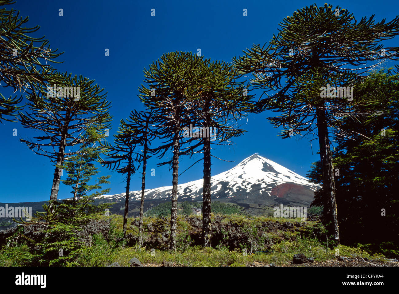 Chile, Araucania Region, national park del Conguillo, Llaima volcano which is still active and Araucaria trees Stock Photo
