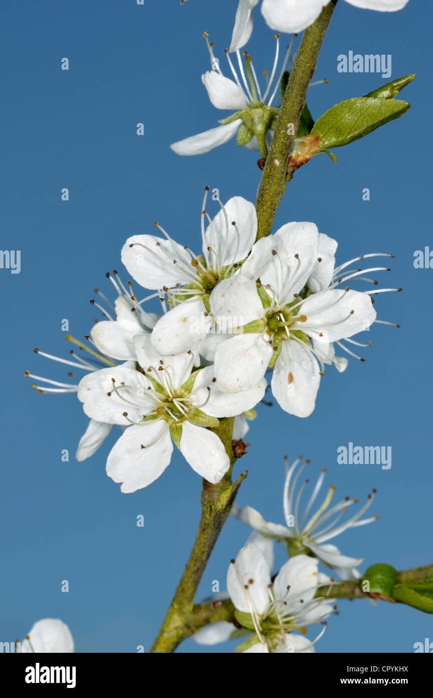 Blackthorn Prunus spinosa Stock Photo