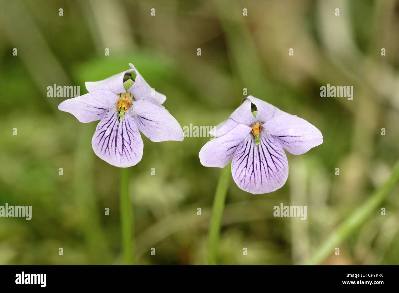 MARSH VIOLET Viola palustris (Violaceae) Stock Photo