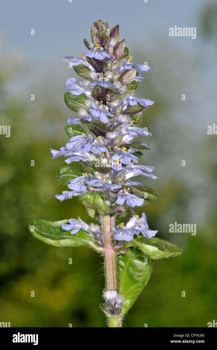 BUGLE Ajuga reptans (Lamiaceae) Stock Photo