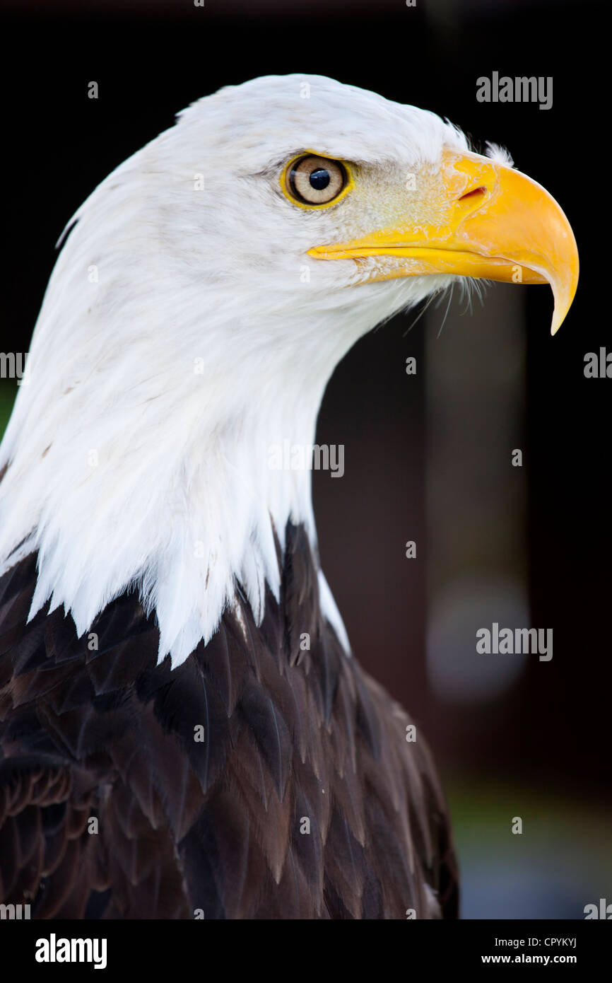 Bald eagle, Haliaeetus leucocephalus, UK Stock Photo
