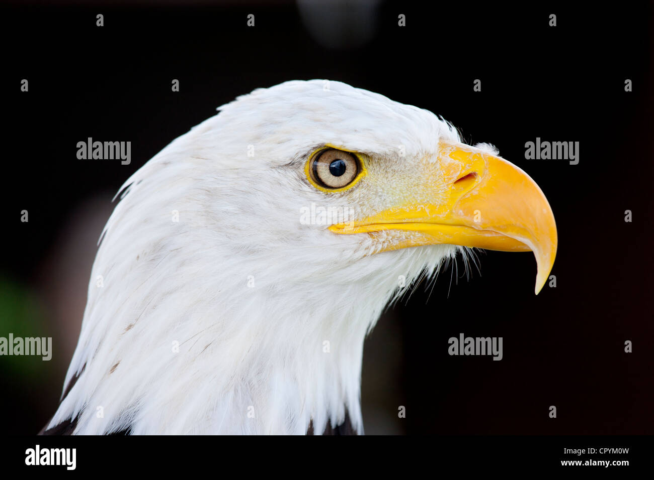Bald eagle headshot hires stock photography and images Alamy