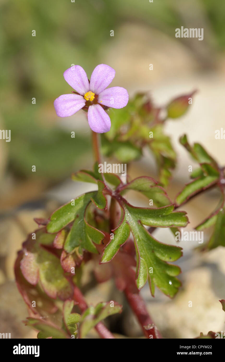 LITTLE ROBIN Geranium purpureum (Geraniaceae) Stock Photo