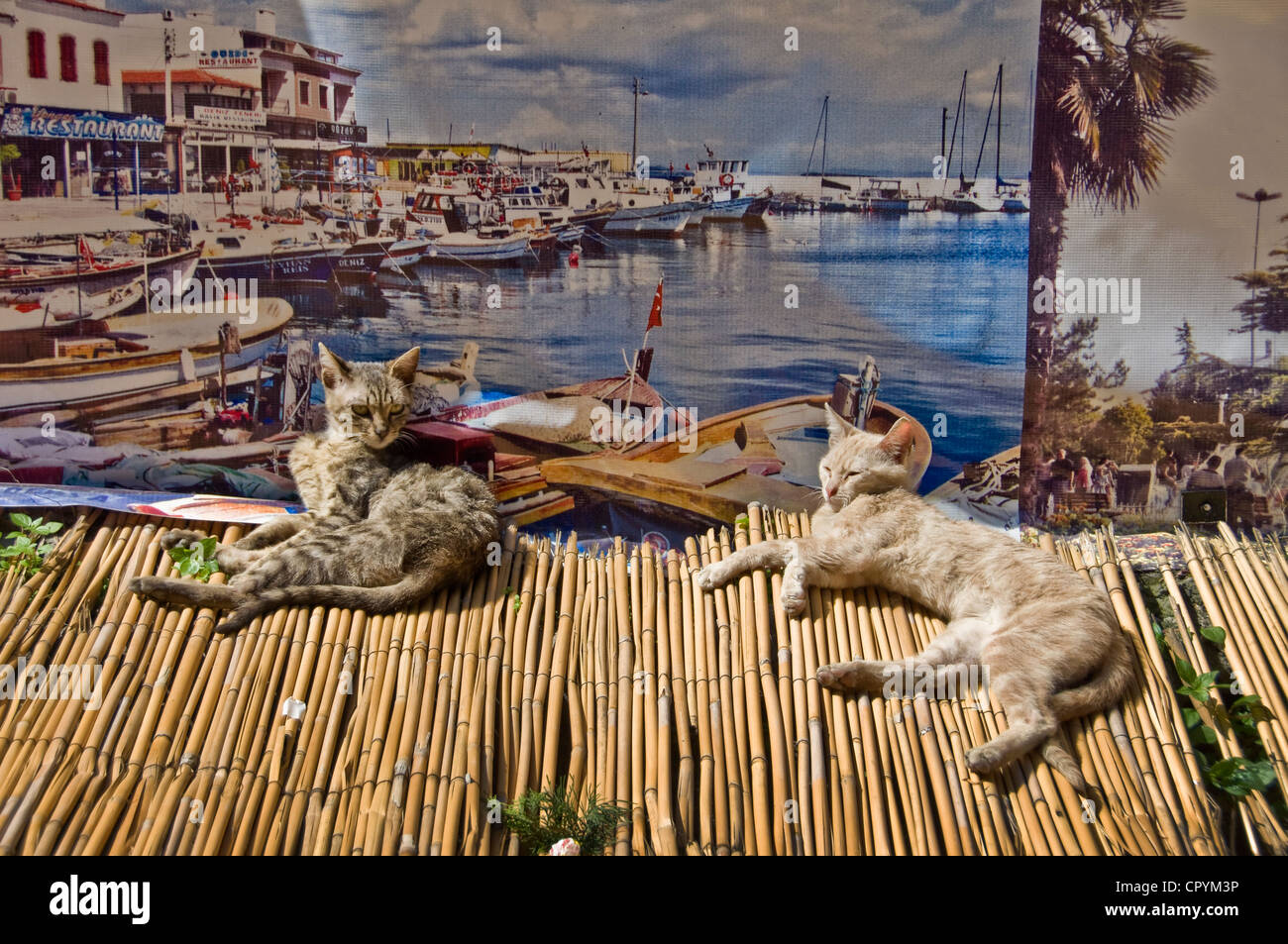Two cats lying in the sun in front of touristic posters in Istanbul - Turkey Stock Photo