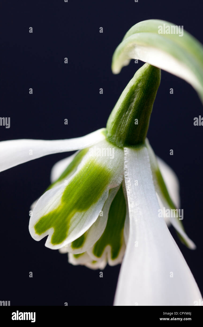 Galanthus 'Heffalump' (Snowdrop) Stock Photo