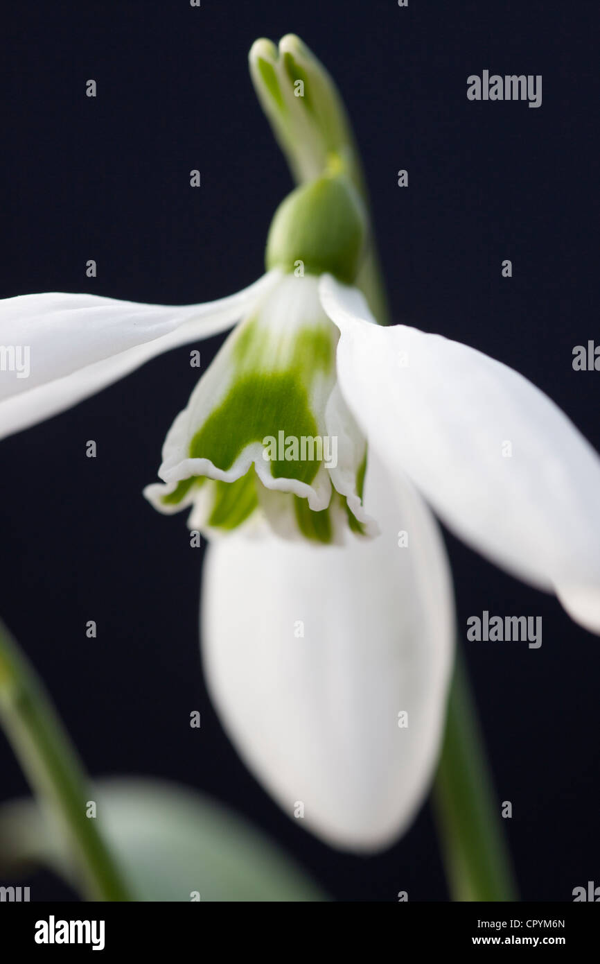 Galanthus 'Imbolc' (Snowdrop) Stock Photo