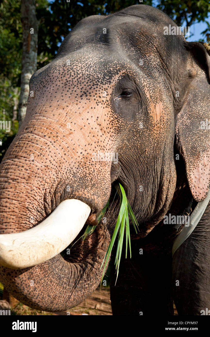 Kerala elephant eating hi-res stock photography and images - Alamy