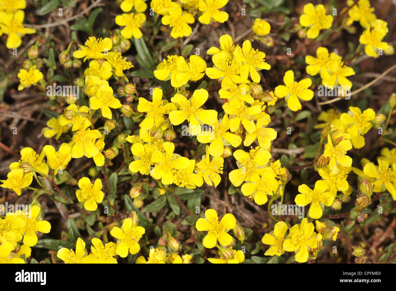 HOARY ROCK-ROSE Helianthemum oelandicum (Cistaceae) Stock Photo