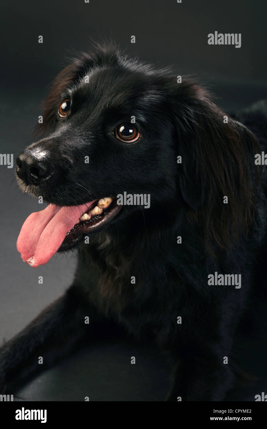 Portrait of a cute black dog against a black background Stock Photo - Alamy
