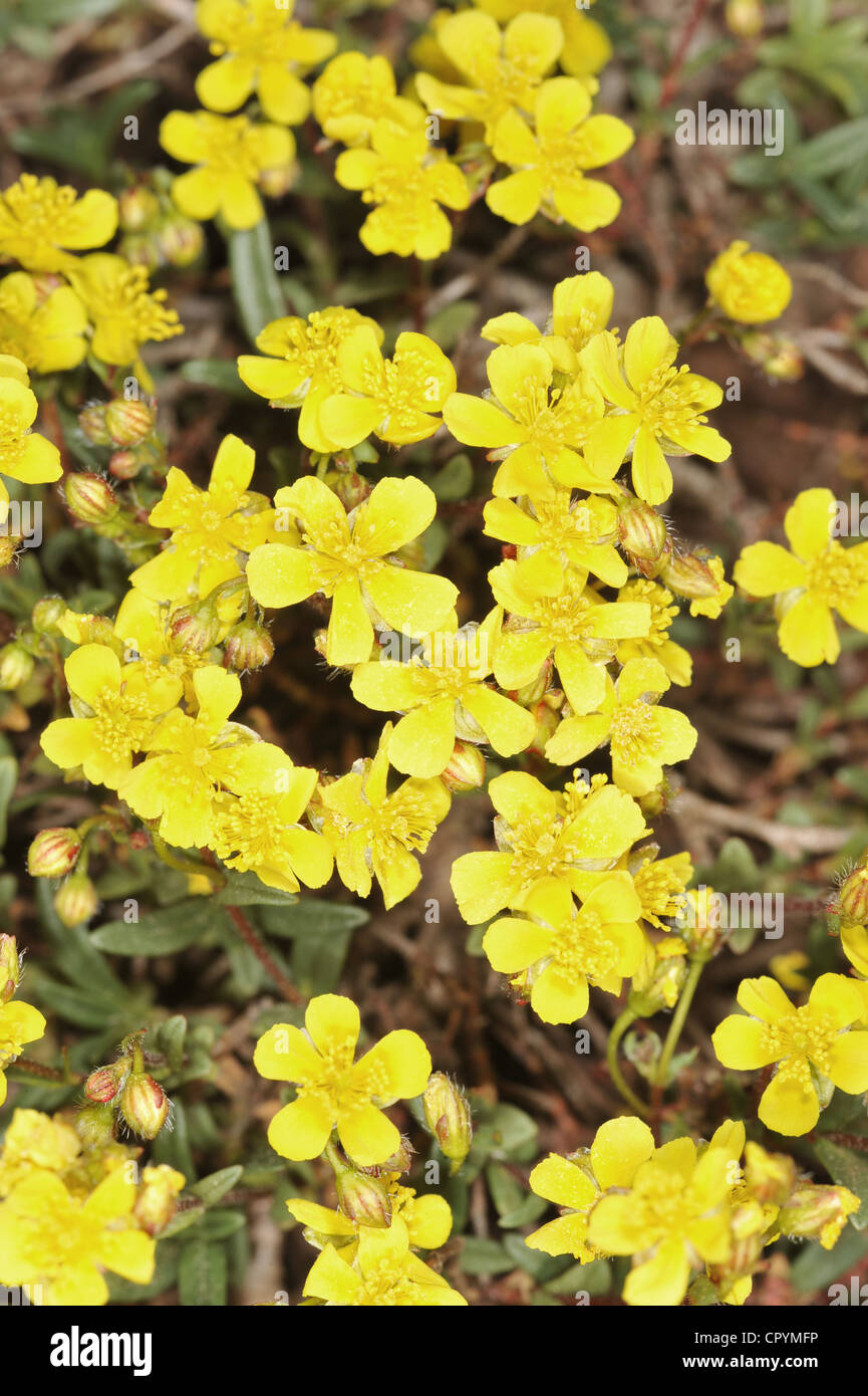 HOARY ROCK-ROSE Helianthemum oelandicum (Cistaceae) Stock Photo